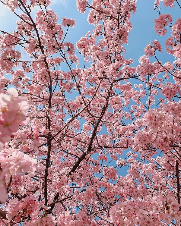 Sakura — the cherry blossom. Japan's unofficial national flower. Pastel pink, of course — the main color in a kawaii palette.